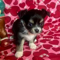 Java Bean/sold, a male Chihuahua for sale in Ozark, MO – Photo 4 of 6