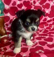 Java Bean, a male Chihuahua for sale in Ozark, MO – Photo 4 of 6
