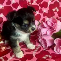 Java Bean/sold, a male Chihuahua for sale in Ozark, MO – Photo 2 of 6