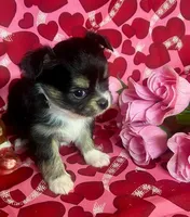 Java Bean, a male Chihuahua for sale in Ozark, MO – Photo 2 of 6