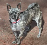 Java Bean, a male Chihuahua for sale in Ozark, MO – Photo 6 of 6