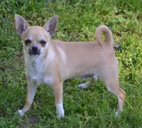 CH Sired Brandi , a female Chihuahua for sale in Ozark, MO – 2 of 6