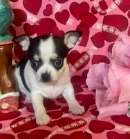  Splish Splash, a male Chihuahua for sale in Ozark, MO – Photo 2 of 6