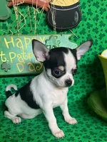  Splish Splash/Pending, a male Chihuahua for sale in Ozark, MO – Photo 2 of 4