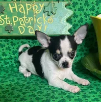  Splish Splash/Pending, a male Chihuahua for sale in Ozark, MO – Photo 4 of 4