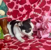  Splish Splash, a male Chihuahua for sale in Ozark, MO – Photo 3 of 6