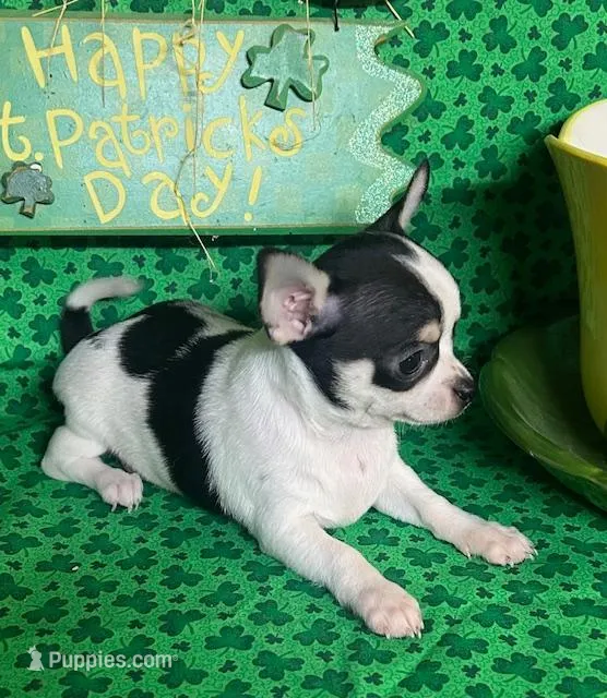  Splish Splash – Chihuahua puppy for sale in Ozark, MO