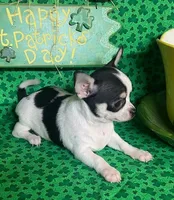  Splish Splash/Pending, a male Chihuahua for sale in Ozark, MO – Photo 1 of 4