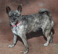  Splish Splash, a male Chihuahua for sale in Ozark, MO – Photo 5 of 6