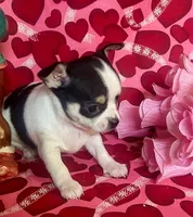  Splish Splash, a male Chihuahua for sale in Ozark, MO – Photo 1 of 6