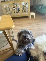 Ivy, a female Maltese and Yorkshire Terrier for sale in Westland, MI – 2 of 2