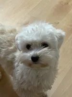 Coco, a female Maltese and Poodle - Miniature  for sale in Westland, MI – 2 of 2
