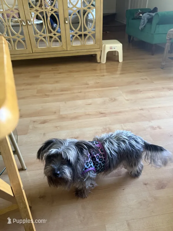 Ivy – Maltese, Yorkshire Terrier puppy for sale in Westland, MI