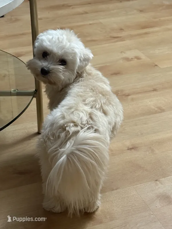 Coco – Maltese, Poodle - Miniature  puppy for sale in Westland, MI