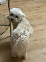 Coco, a female Maltese and Poodle - Miniature  for sale in Westland, MI – 1 of 2
