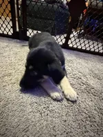 Yellow collar , a female German Shepherd Dog and Labrador Retriever for sale in Deltona, FL – Photo 5 of 5