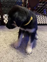 Yellow collar , a female German Shepherd Dog and Labrador Retriever for sale in Deltona, FL – Photo 4 of 5