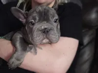 Claudia, a female French Bulldog for sale in Durand, MI – 2 of 4