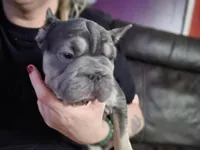 Cutie pie 1, a female French Bulldog for sale in Durand, MI – 3 of 3