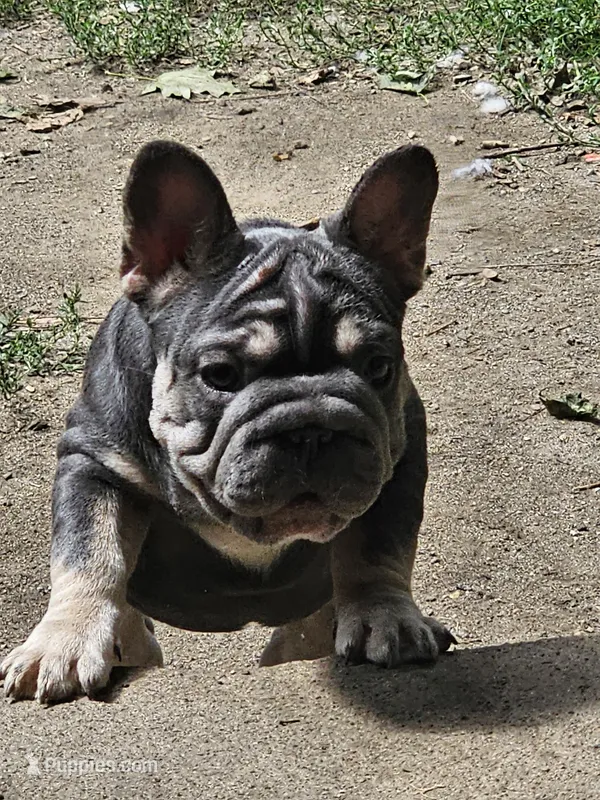 Cutie pie 1 – French Bulldog puppy for sale in Durand, MI
