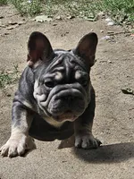 Cutie pie 1, a female French Bulldog for sale in Durand, MI – 1 of 3