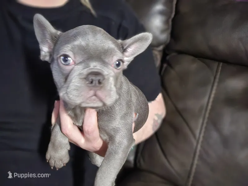 Matilda – French Bulldog puppy for sale in Durand, MI