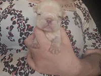 Star, a female French Bulldog for sale in Durand, MI – Photo 2 of 2