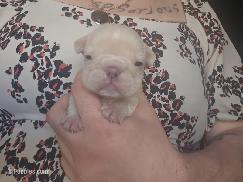 Star – French Bulldog puppy for sale in Durand, MI