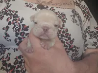 Star, a female French Bulldog for sale in Durand, MI – Photo 1 of 2