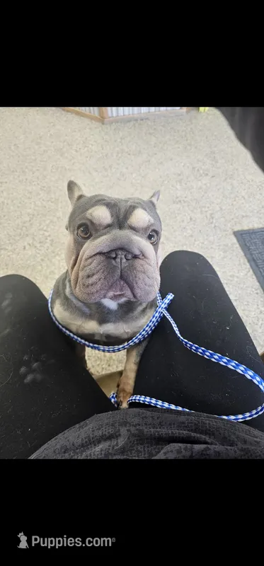 Pebbels – French Bulldog puppy for sale in Durand, MI