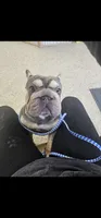 Pebbels, a female French Bulldog for sale in Durand, MI – 1 of 2