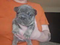 Cutie pie 1, a female French Bulldog for sale in Durand, MI – 2 of 2