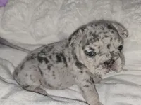 Edmund , a male French Bulldog for sale in Durand, MI – 4 of 5