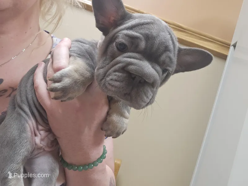 Azrael – French Bulldog puppy for sale in Durand, MI