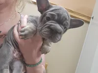 Azrael, a male French Bulldog for sale in Durand, MI – 1 of 2