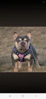 Pebbels, a female French Bulldog for sale in Durand, MI – 2 of 2