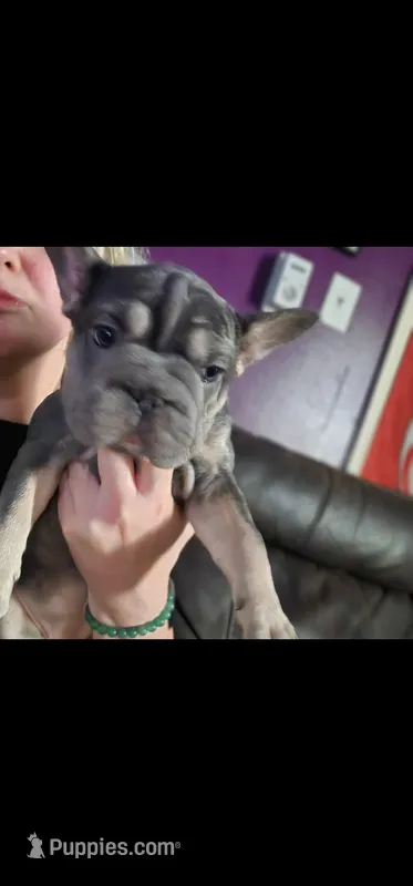 Cutie pie 1 – French Bulldog puppy for sale in Durand, MI