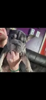 Cutie pie 1, a female French Bulldog for sale in Durand, MI – 2 of 3