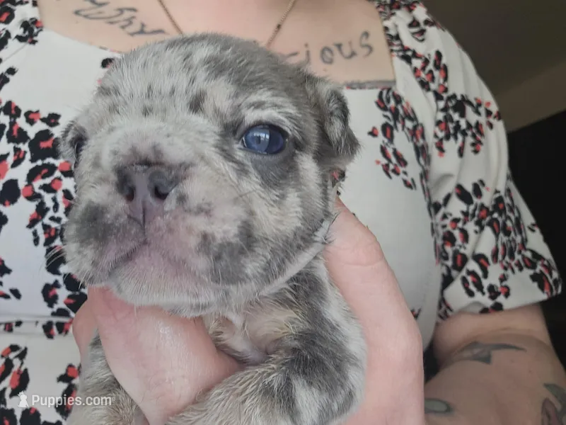 Harley  heart – French Bulldog puppy for sale in Durand, MI