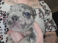 Harley  heart, a female French Bulldog for sale in Durand, MI – Photo 1 of 2