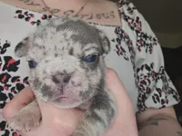 Harley  heart, a female French Bulldog for sale in Durand, MI – Photo 2 of 2