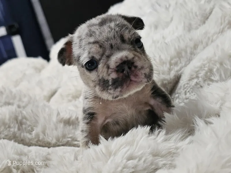 Harley  heart – French Bulldog puppy for sale in Durand, MI