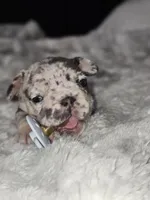 Harley  heart, a female French Bulldog for sale in Durand, MI – 2 of 3