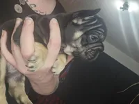 Ebony , a female French Bulldog for sale in Durand, MI – 2 of 2