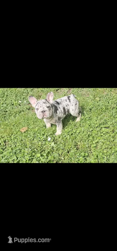 Sully – French Bulldog puppy for sale in Durand, MI