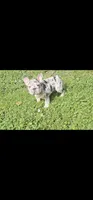 Sully, a male French Bulldog for sale in Durand, MI – 1 of 8
