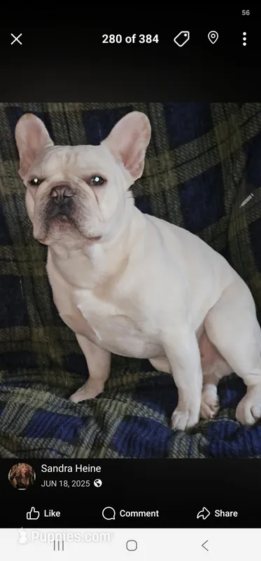 Odin – French Bulldog puppy for sale in Durand, MI