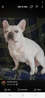 Odin, a male French Bulldog for sale in Durand, MI – 1 of 1