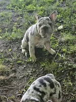 Sully, a male French Bulldog for sale in Durand, MI – 10 of 10