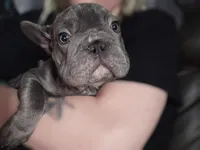 Claudia, a female French Bulldog for sale in Durand, MI – 1 of 4